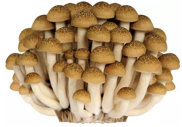 http://www.nairie.com/ewebeditor/uploadfile/20170914091421667001.png